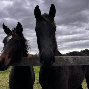 452129357_8262647153768505_3807865768308340249_n